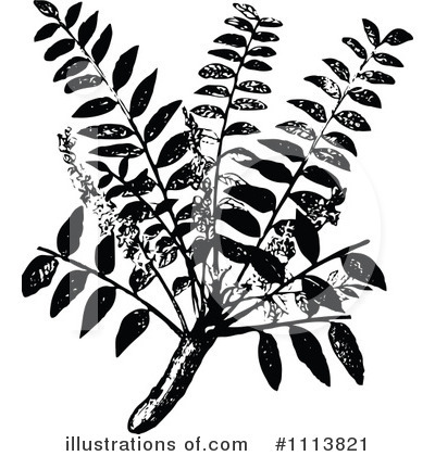 Plants Clipart #1113821 by Prawny Vintage