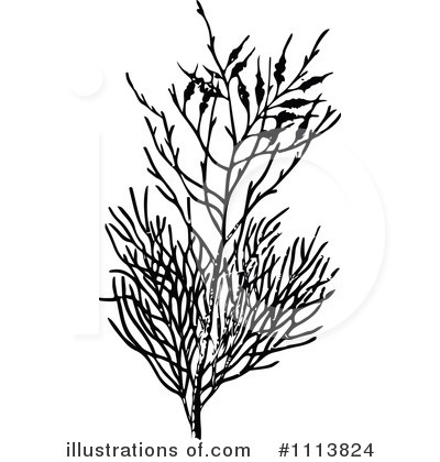 Royalty-Free (RF) Botanical Clipart Illustration by Prawny Vintage - Stock Sample #1113824