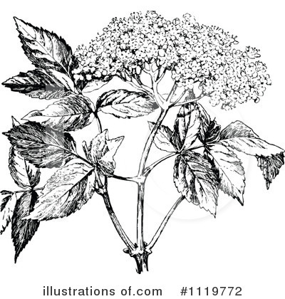 Botanical Clipart #1119772 by Prawny Vintage