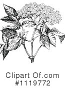 Botanical Clipart #1119772 by Prawny Vintage