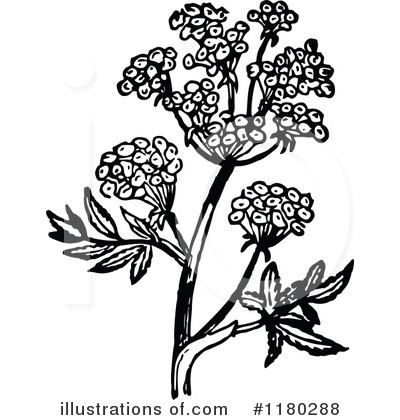 Royalty-Free (RF) Botanical Clipart Illustration by Prawny Vintage - Stock Sample #1180288
