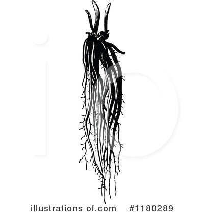 Royalty-Free (RF) Botanical Clipart Illustration by Prawny Vintage - Stock Sample #1180289
