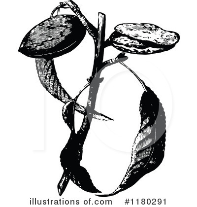 Royalty-Free (RF) Botanical Clipart Illustration by Prawny Vintage - Stock Sample #1180291