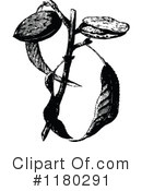 Botanical Clipart #1180291 by Prawny Vintage