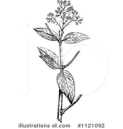 Royalty-Free (RF) Botany Clipart Illustration by Prawny Vintage - Stock Sample #1121092