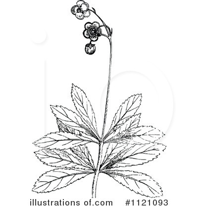 Botanical Clipart #1121093 by Prawny Vintage
