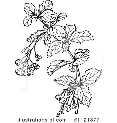 Botanical Clipart #1121377 by Prawny Vintage