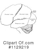 Brain Clipart #1129219 by Picsburg