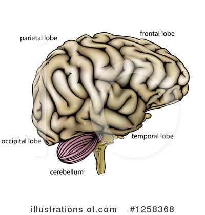 Royalty-Free (RF) Brain Clipart Illustration by AtStockIllustration - Stock Sample #1258368