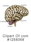 Brain Clipart #1258368 by AtStockIllustration