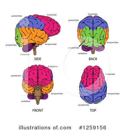 Royalty-Free (RF) Brain Clipart Illustration by AtStockIllustration - Stock Sample #1259156