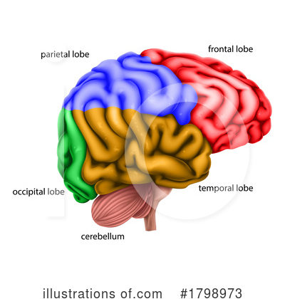 Royalty-Free (RF) Brain Clipart Illustration by AtStockIllustration - Stock Sample #1798973