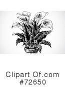 Calla Clipart #72650 by BestVector
