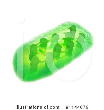 Royalty-Free (RF) Chloroplast Clipart Illustration by Mopic - Stock Sample #1144679