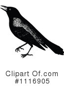 Crow Clipart #1116905 by Prawny Vintage