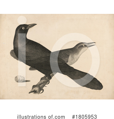 Bird Clipart #1805953 by JVPD