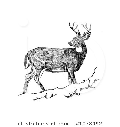 Deer Clipart #1078092 by JVPD