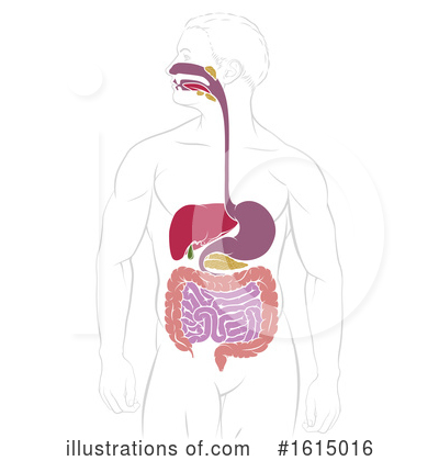 Royalty-Free (RF) Digestion Clipart Illustration by AtStockIllustration - Stock Sample #1615016