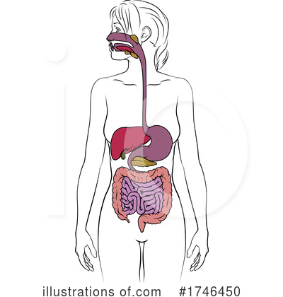 Digestive System Clipart #1746450 by AtStockIllustration
