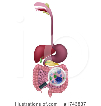 Digestive System Clipart #1743837 by AtStockIllustration