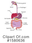 Digestive System Clipart #1580636 by AtStockIllustration
