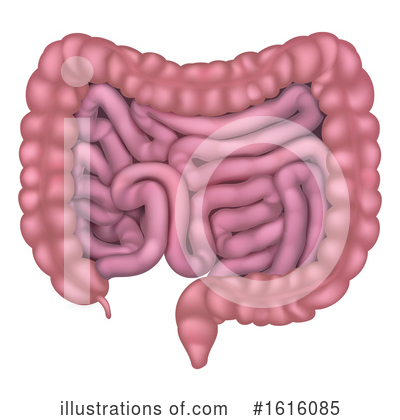 Intestines Clipart #1616085 by AtStockIllustration