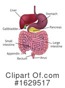 Digestive System Clipart #1629517 by AtStockIllustration