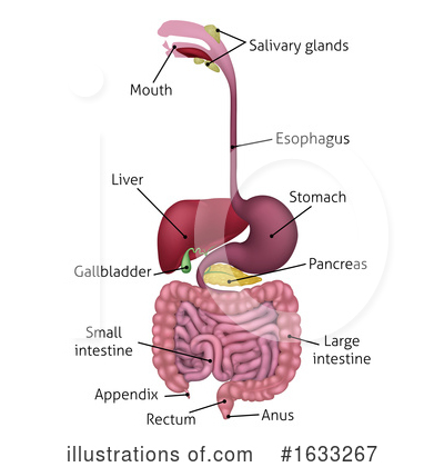 Digestive System Clipart #1633267 by AtStockIllustration