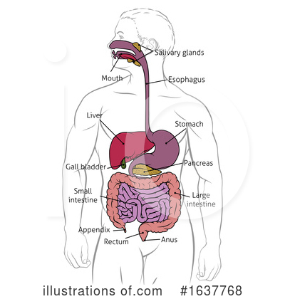 Digestive System Clipart #1637768 by AtStockIllustration