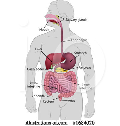 Digestive System Clipart #1684020 by AtStockIllustration