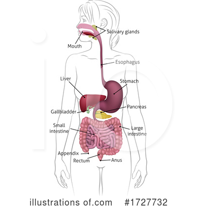 Digestive System Clipart #1727732 by AtStockIllustration