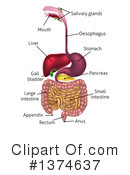 Digestive Tract Clipart #1374637 by AtStockIllustration
