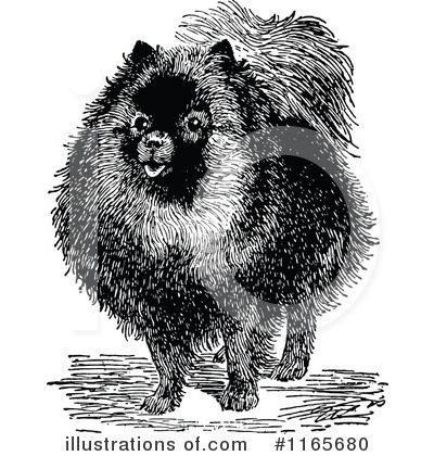 Pomeranian Clipart #1165680 by Prawny Vintage