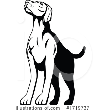Pointer Dog Clipart #1719737 by patrimonio