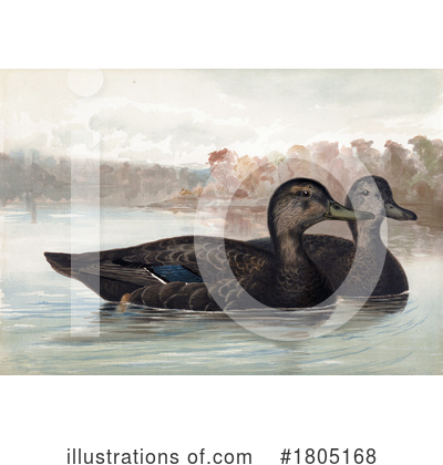 Royalty-Free (RF) Duck Clipart Illustration by JVPD - Stock Sample #1805168