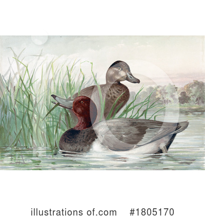 Duck Clipart #1805170 by JVPD