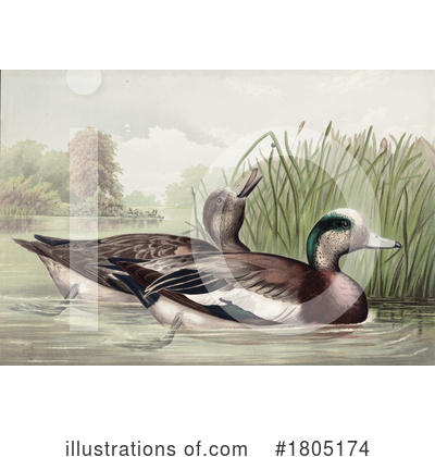 Royalty-Free (RF) Duck Clipart Illustration by JVPD - Stock Sample #1805174