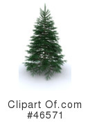 Evergreen Tree Clipart #46571 by KJ Pargeter