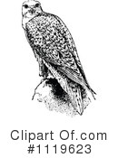 Falcon Clipart #1119623 by Prawny Vintage