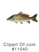 Fish Clipart #11040 by JVPD