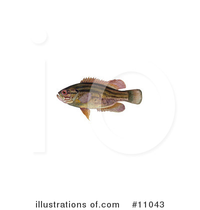 Fish Clipart #11043 by JVPD