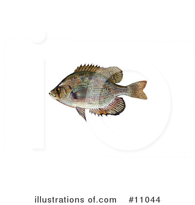 Royalty-Free (RF) Fish Clipart Illustration by JVPD - Stock Sample #11044