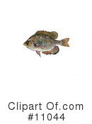 Fish Clipart #11044 by JVPD