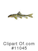 Fish Clipart #11045 by JVPD