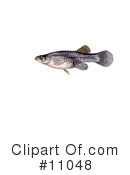 Fish Clipart #11048 by JVPD