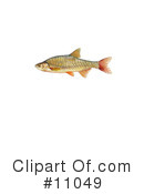 Fish Clipart #11049 by JVPD