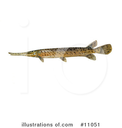 Royalty-Free (RF) Fish Clipart Illustration by JVPD - Stock Sample #11051