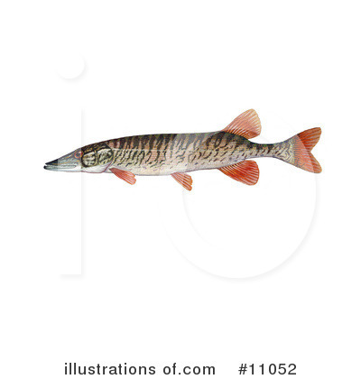 Royalty-Free (RF) Fish Clipart Illustration by JVPD - Stock Sample #11052