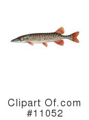 Fish Clipart #11052 by JVPD