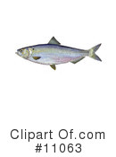 Fish Clipart #11063 by JVPD